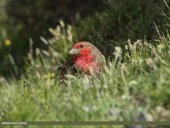 Red-fronted Rosefinch (Carpodacus puniceus) - Free image #487979