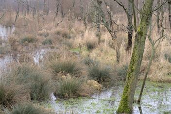 Wetland - image gratuit #488029 