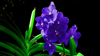 Purple Orchid - Kostenloses image #488039