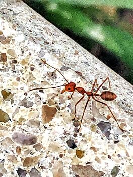 Red ant - Free image #488119