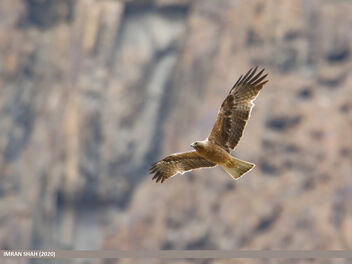 Booted Eagle (Hieraaetus pennatus) - Free image #488289