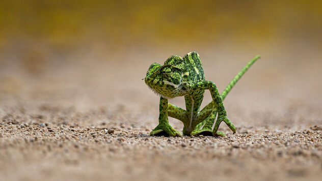 An Indian Chameleon Crossing the Road - Free image #488299