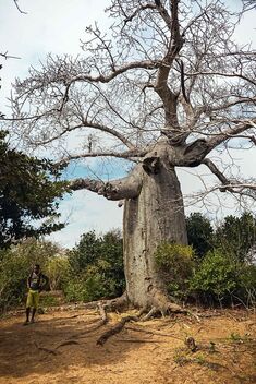 Baobab, Madagascar - Free image #488379