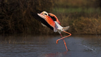 A Greater Flamingo landing in the water - image #488409 gratis