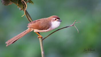 An Yellow Eyed Babbler in front of a 
