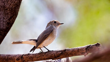 A Taiga Flycatcher resting in the hot sun - Kostenloses image #488479