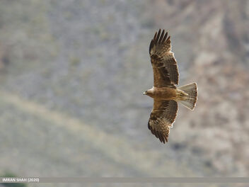 Booted Eagle (Hieraaetus pennatus) - Free image #488559