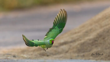 A Rose Ringed Parakeet flying away after having the grain - image #488589 gratis