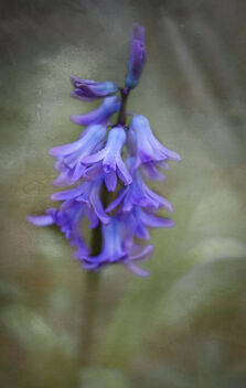 Hyacinth in the garden - image #488729 gratis