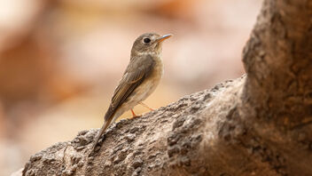 A Brown Breasted Flycatcher foraging in the afternoon - image gratuit #488829 
