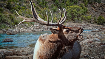 Call of the Elk - image gratuit #488869 