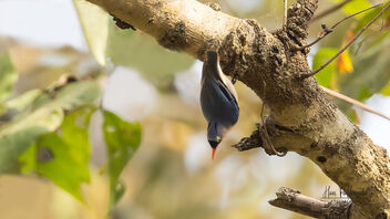 A Velvet Fronted Nuthatch defying gravity - image gratuit #488939 