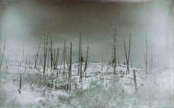 The forest of the vintage is come down - бесплатный image #488969