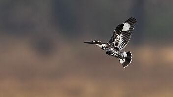 A Parent Pied Kingfisher hunting for the family - бесплатный image #489089