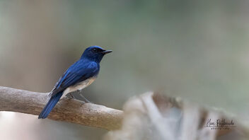 A Blue throated Flycatchers taking a break in the hot sun - бесплатный image #489189
