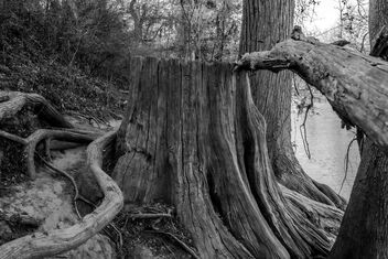 Stump by the River - бесплатный image #489269