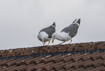 It's down there I tell you (Larus fuscus) - Free image #489499