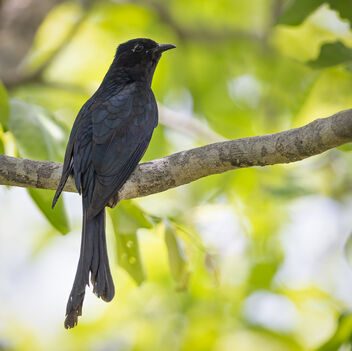A Fork Tailed Drongo Cuckoo in the shade - image gratuit #489509 
