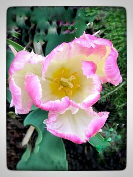 Tulips - image #489559 gratis
