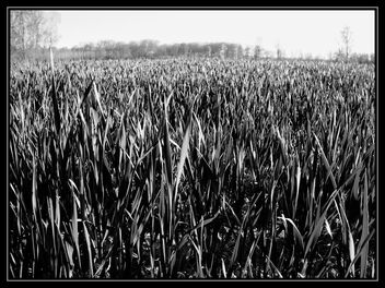 the wheat field - Kostenloses image #489629