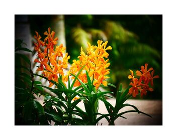 Orchids - image #489989 gratis