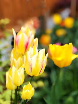 Thursday flowers Tulips - image #490079 gratis