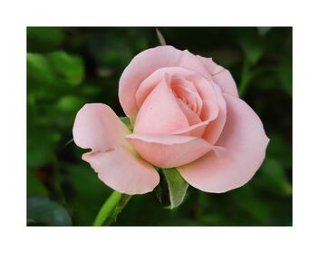 Pink rose - image gratuit #490399 