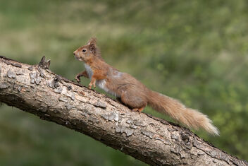 Red Squirrel - image #490419 gratis