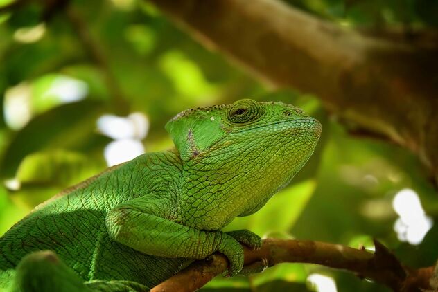 Chameleon, Madagascar - image gratuit #490459 