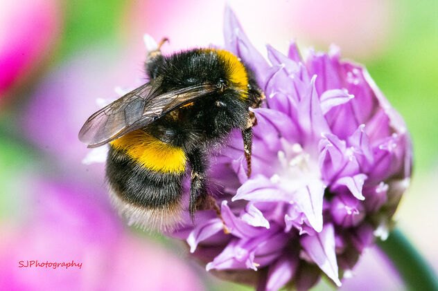 The Pollinator - image gratuit #490589 