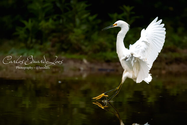 Snowy egret - image #490889 gratis