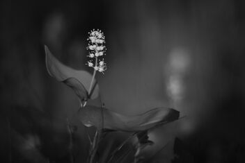[Maianthemum bifolium 3] - Free image #491049