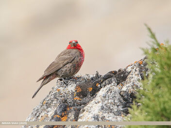 Red-fronted Rosefinch (Carpodacus puniceus) - бесплатный image #491079