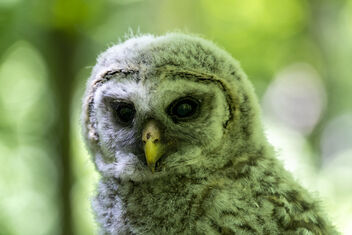 Baby barred owl - image gratuit #491219 