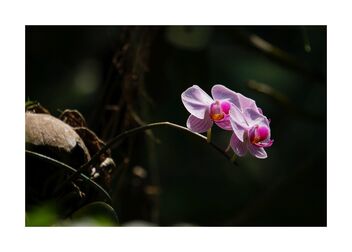 Orchid - image #491519 gratis