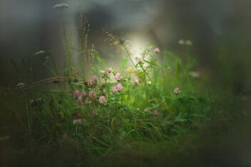 [Trifolium pratense 6] - бесплатный image #492149