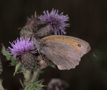 Meadow brown and a strange fly - image #492349 gratis
