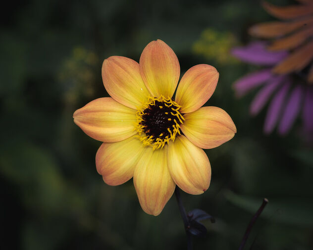 Yellow Flower - image #492419 gratis