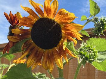 Sunflowers - image gratuit #492479 