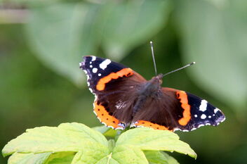 Admiral butterfly - бесплатный image #492789