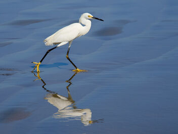Snowy Egret With Reflection - image #492979 gratis