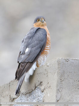 Eurasian Sparrowhawk (Accipiter nisus) - image #493189 gratis