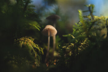 [Small Fungi 29] - image gratuit #493329 