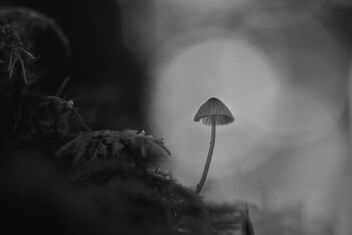 [Small Fungi 35] - image gratuit #493819 