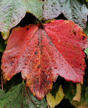 Red Leaf in the Rain - Free image #493929