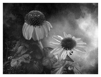 Coneflowers Bracing for the Storm - image gratuit #493979 