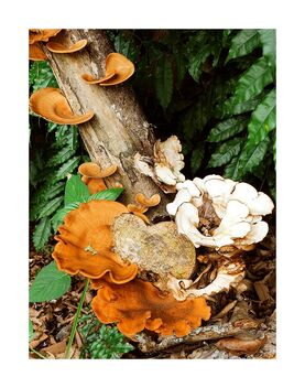 Fungi - image #494019 gratis