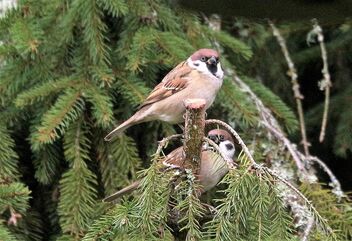 Sparrows on the branch - бесплатный image #494309