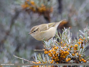 Hume's Warbler (Phylloscopus humei) - Kostenloses image #494339