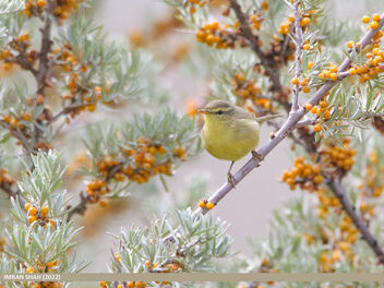 Tickell's Leaf Warbler (Phylloscopus affinis) - Free image #494389